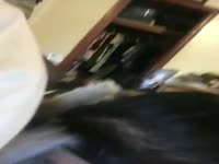Dog fucks her owner on animal sex clips